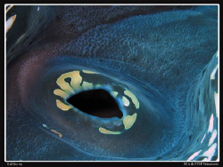 Giant clam. Tridacna gigas. Canon G10 & Inon D2000 strobe. by Bea & Stef Primatesta 